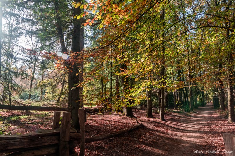 Herfst op zijn mooist (2022)