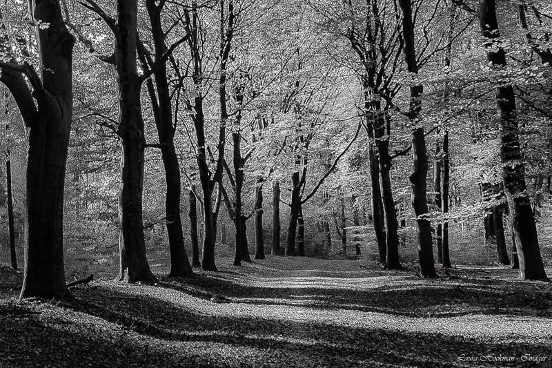 Herfst op zijn mooist (2022)