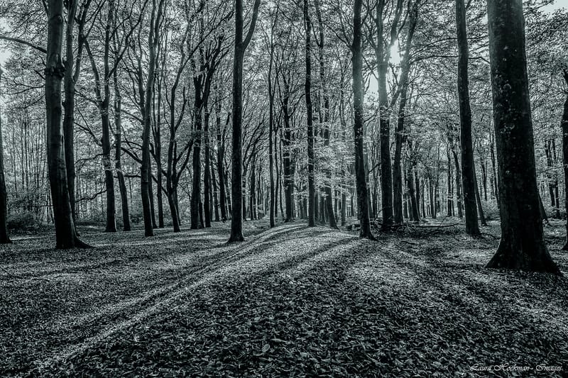 Herfst op zijn mooist (2022)