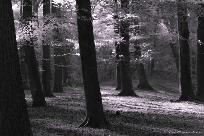 Herfst op zijn mooist (2022)