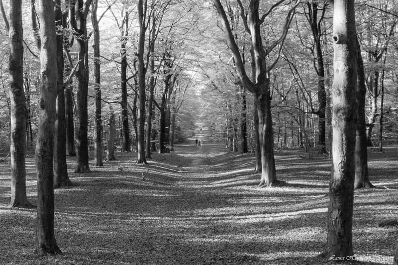 Herfst op zijn mooist (2022)