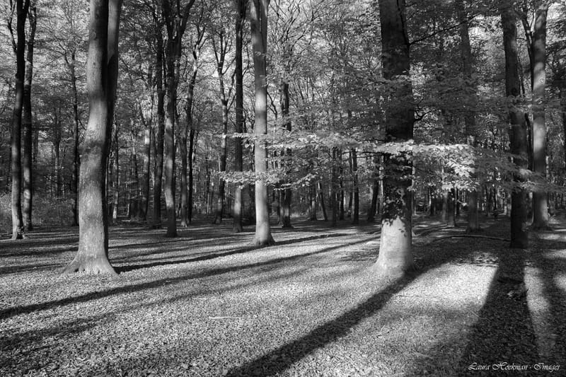 Herfst op zijn mooist (2022)