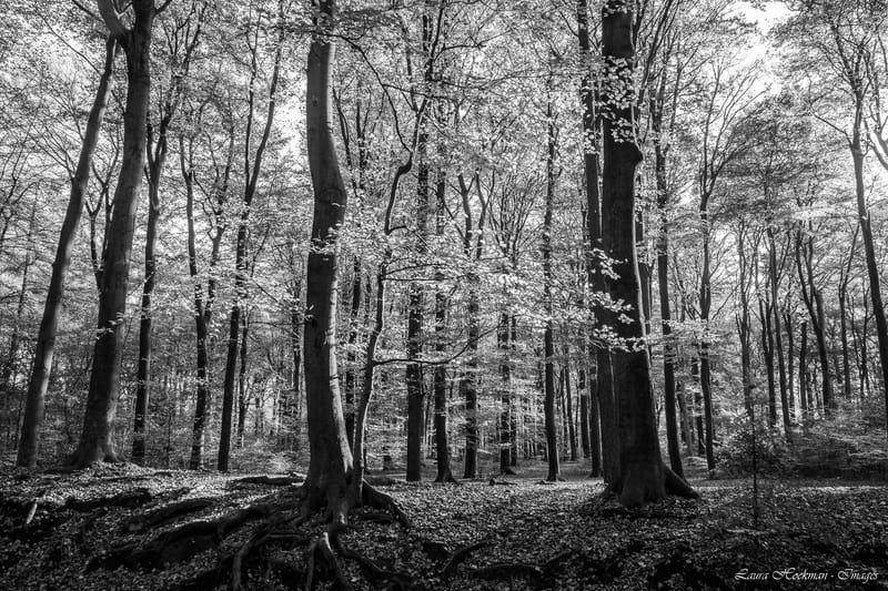 Herfst op zijn mooist (2022)