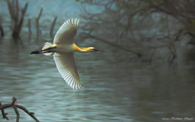 Vogels
