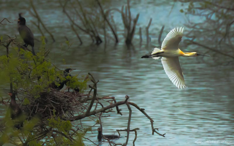 Vogels