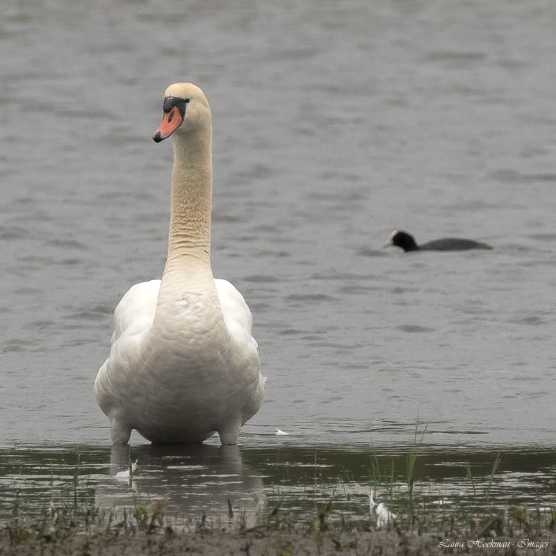 Vogels