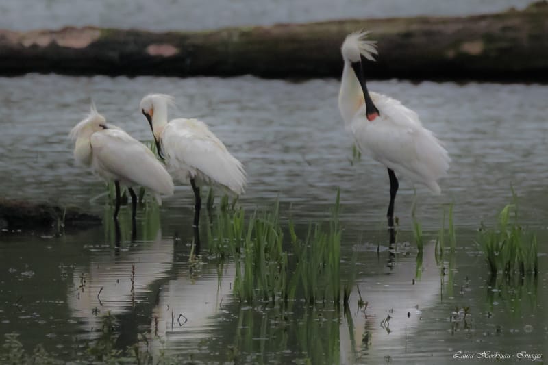 Vogels