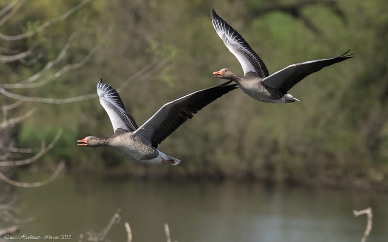 Vogels