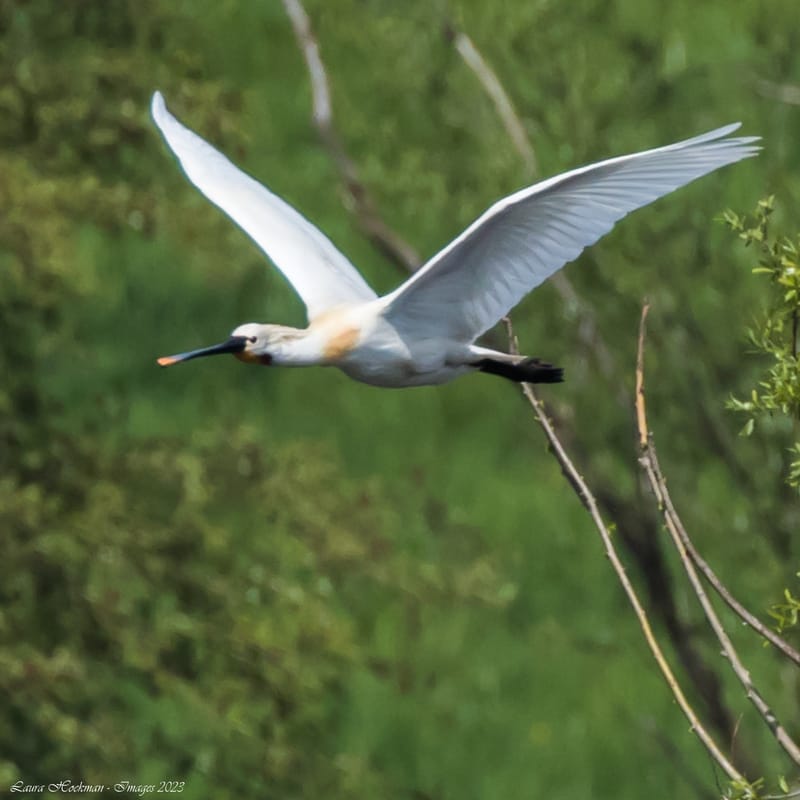 Vogels