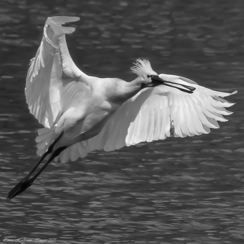 Vogels