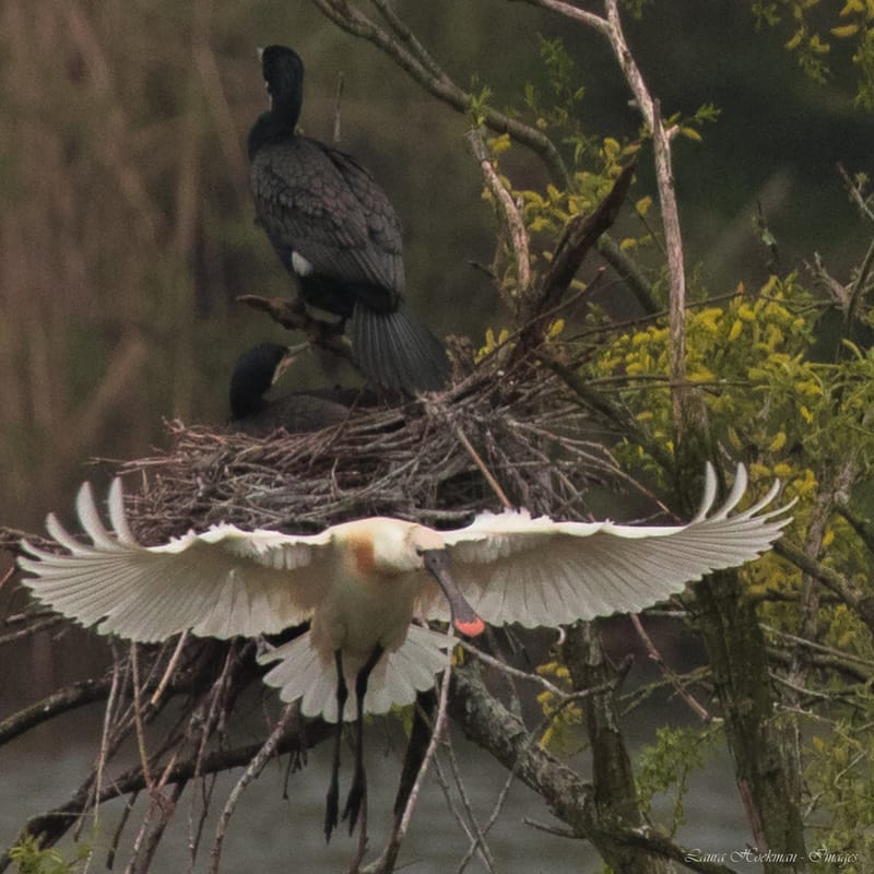 Vogels
