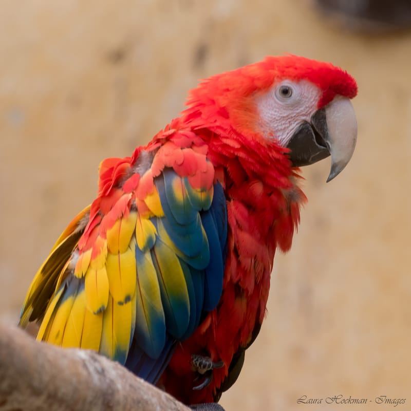 Vogels