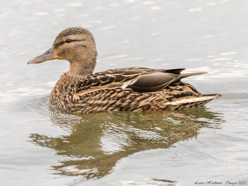 Vogels