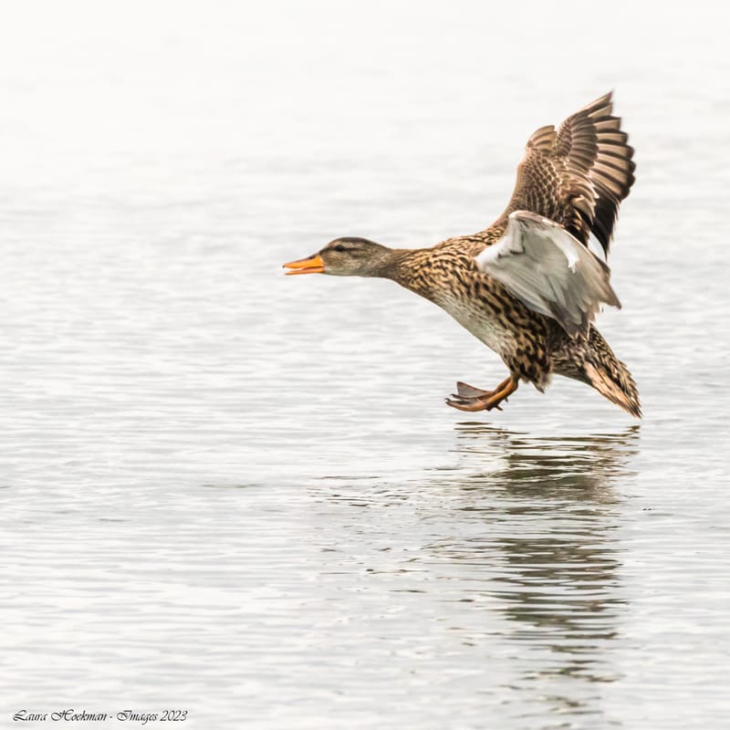 Vogels