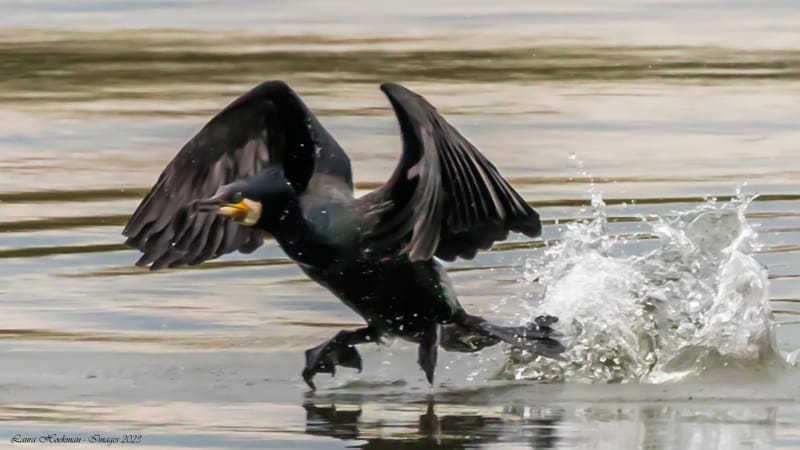 Vogels