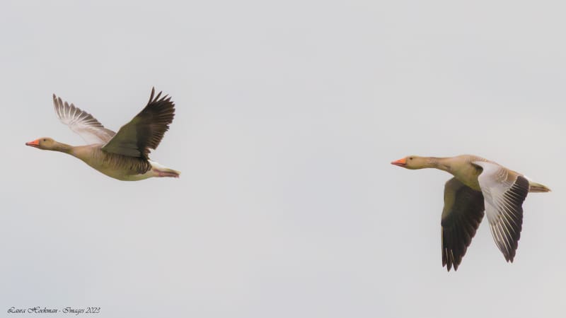 Vogels