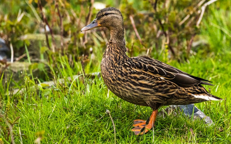 Vogels