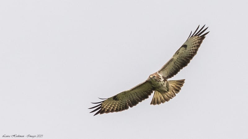 Vogels
