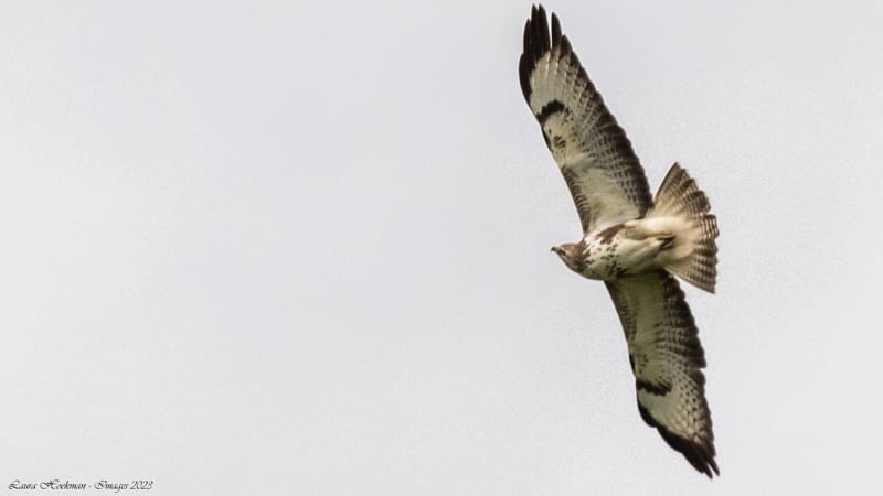 Vogels