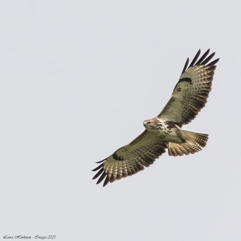 Vogels