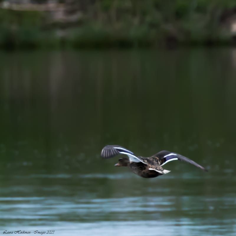 Vogels