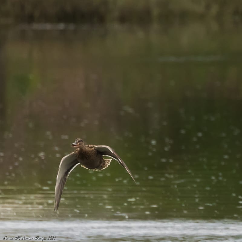 Vogels