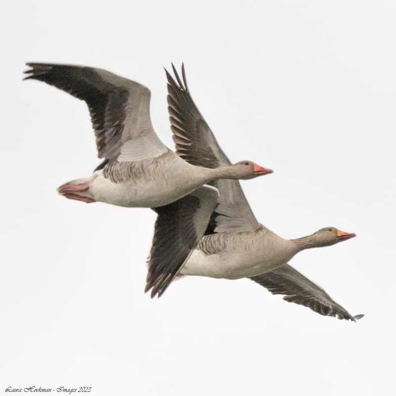 Vogels
