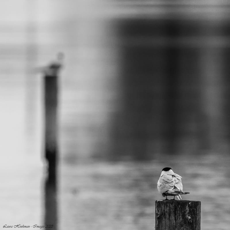Vogels
