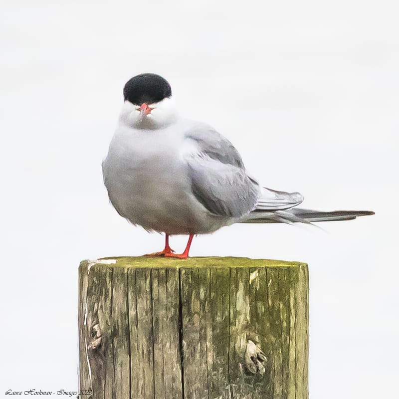 Vogels