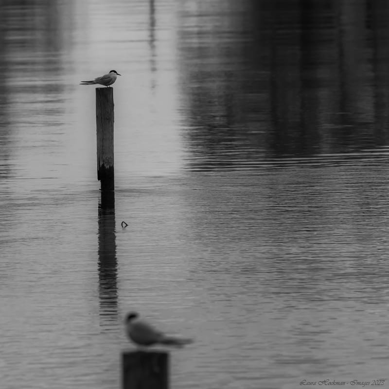 Vogels