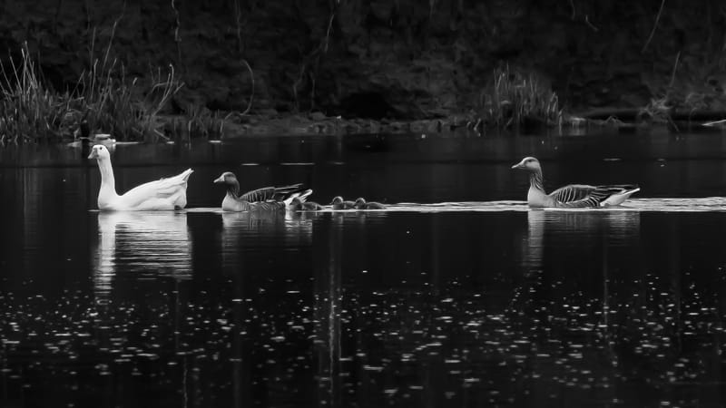 Vogels