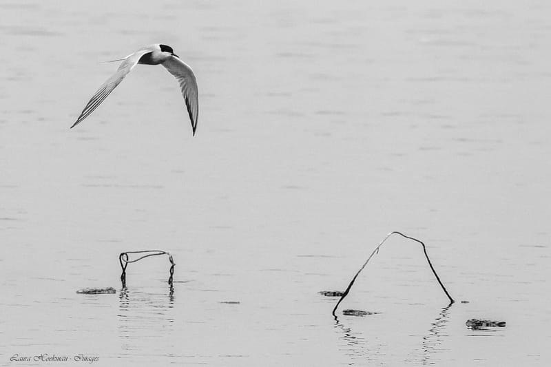 Vogels