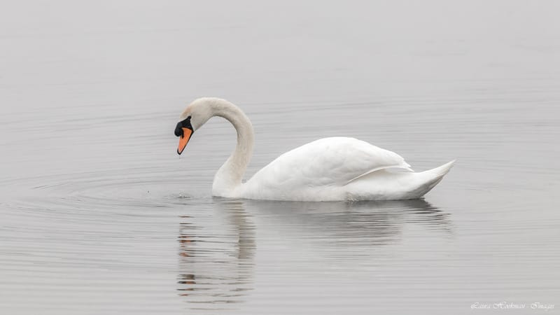 Vogels