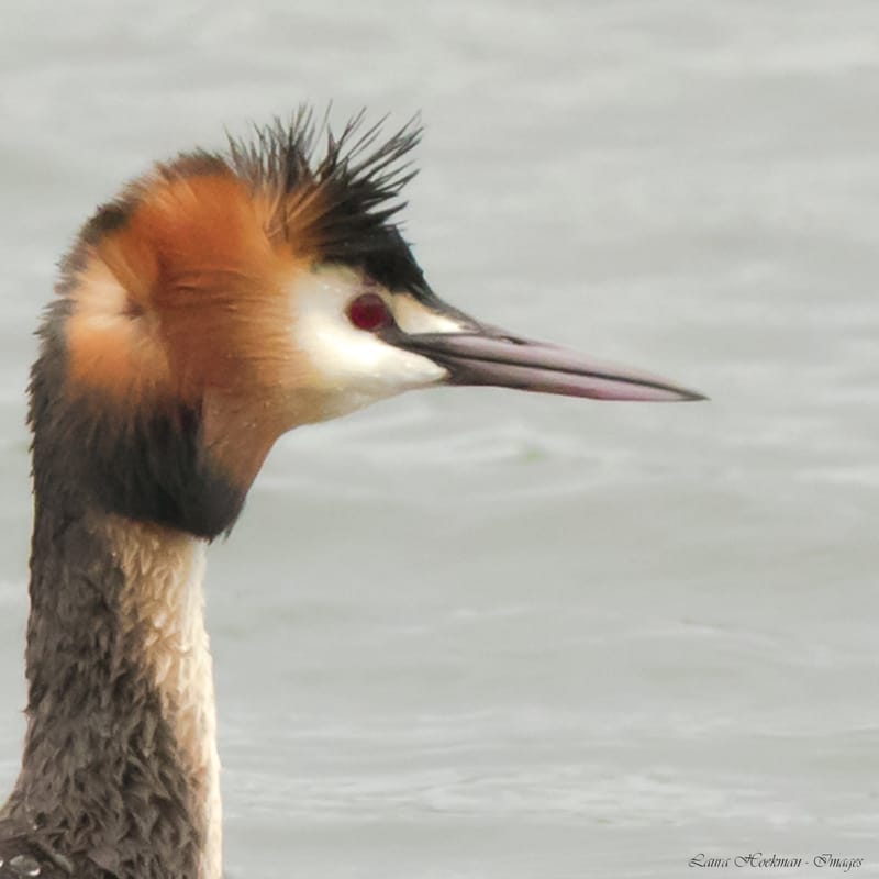Vogels