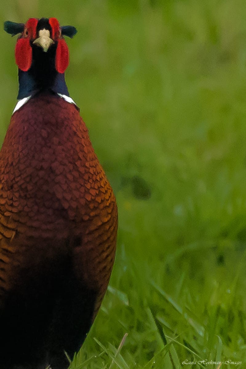 Vogels