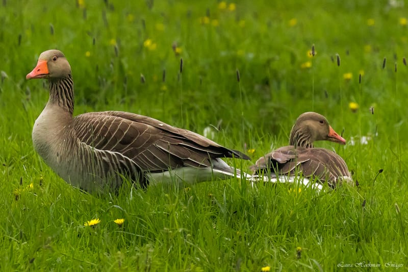 Vogels