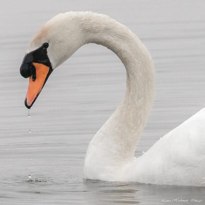 Vogels