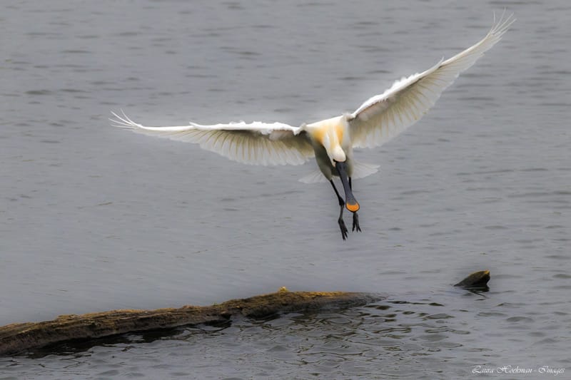 Vogels