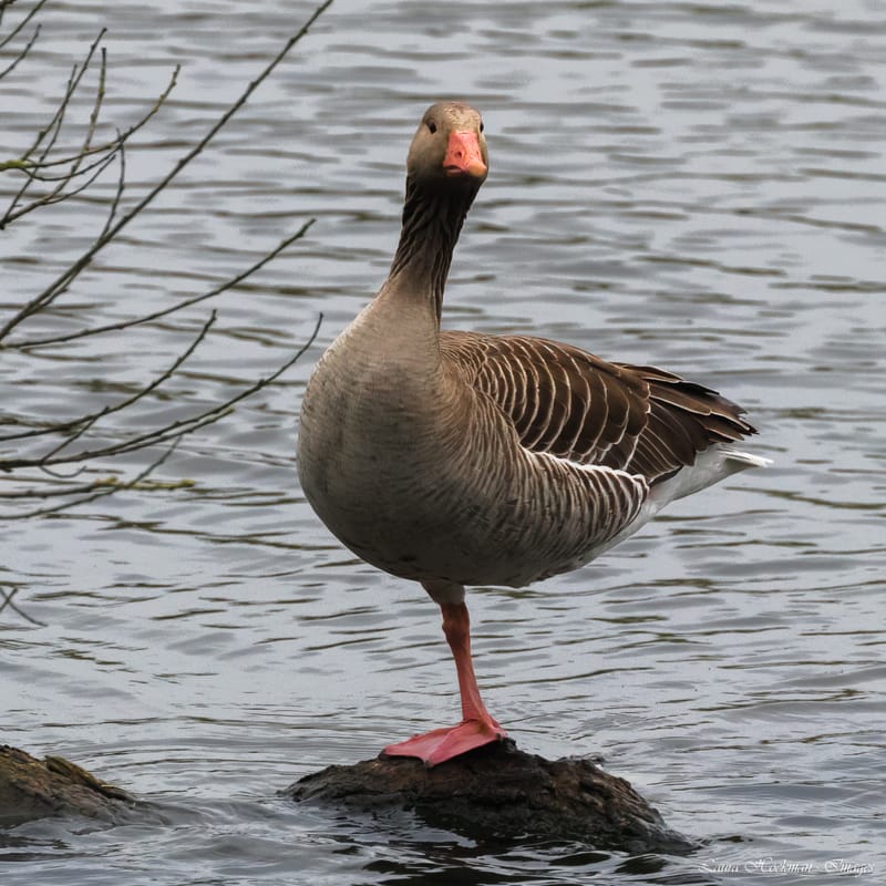 Vogels