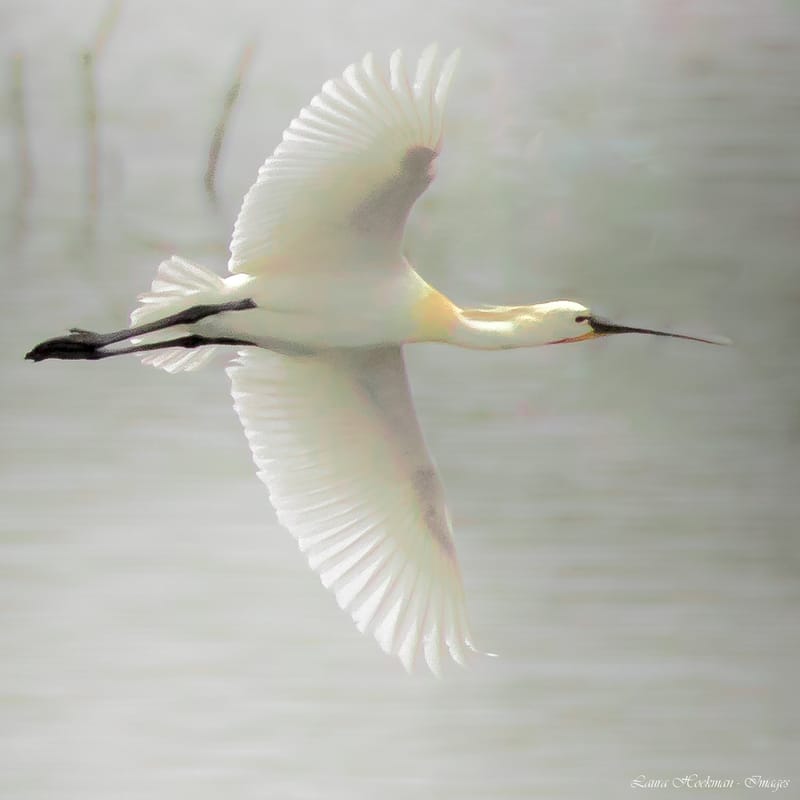 Vogels