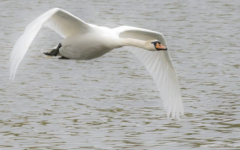 Vogels