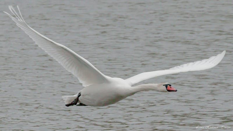 Vogels