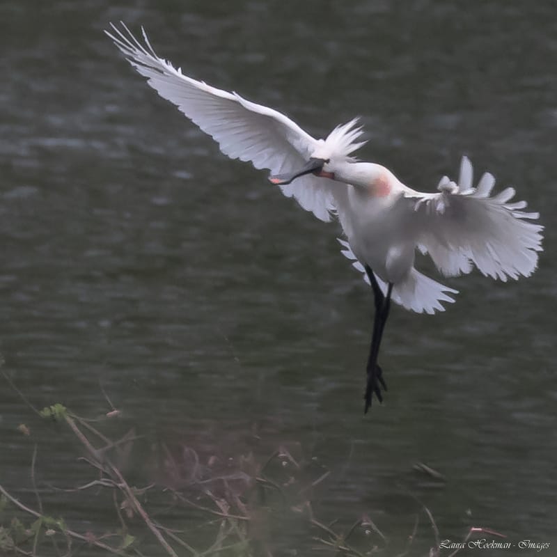 Vogels