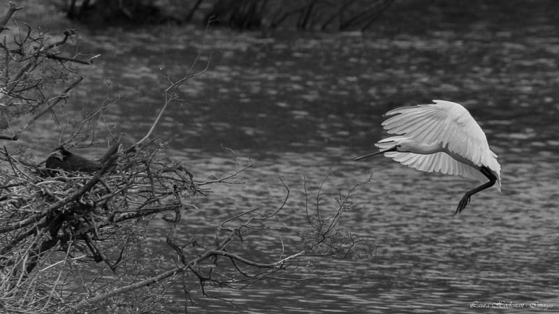 Vogels