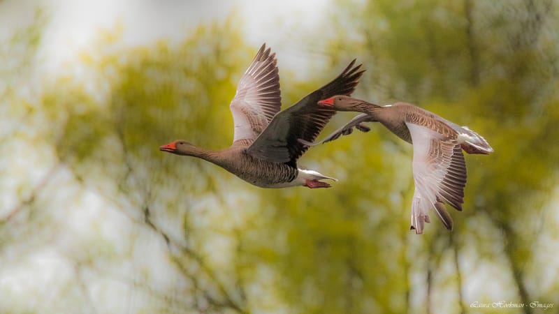 Vogels