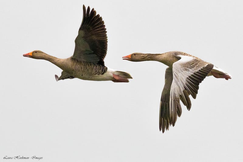Vogels