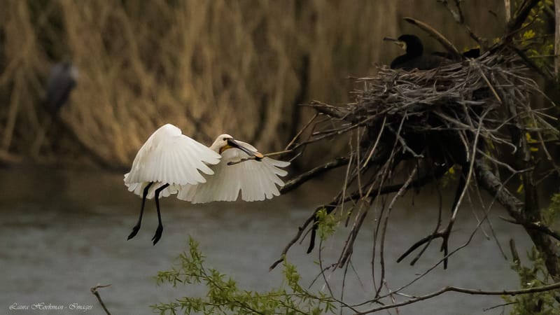 Vogels