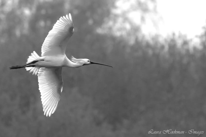 Vogels