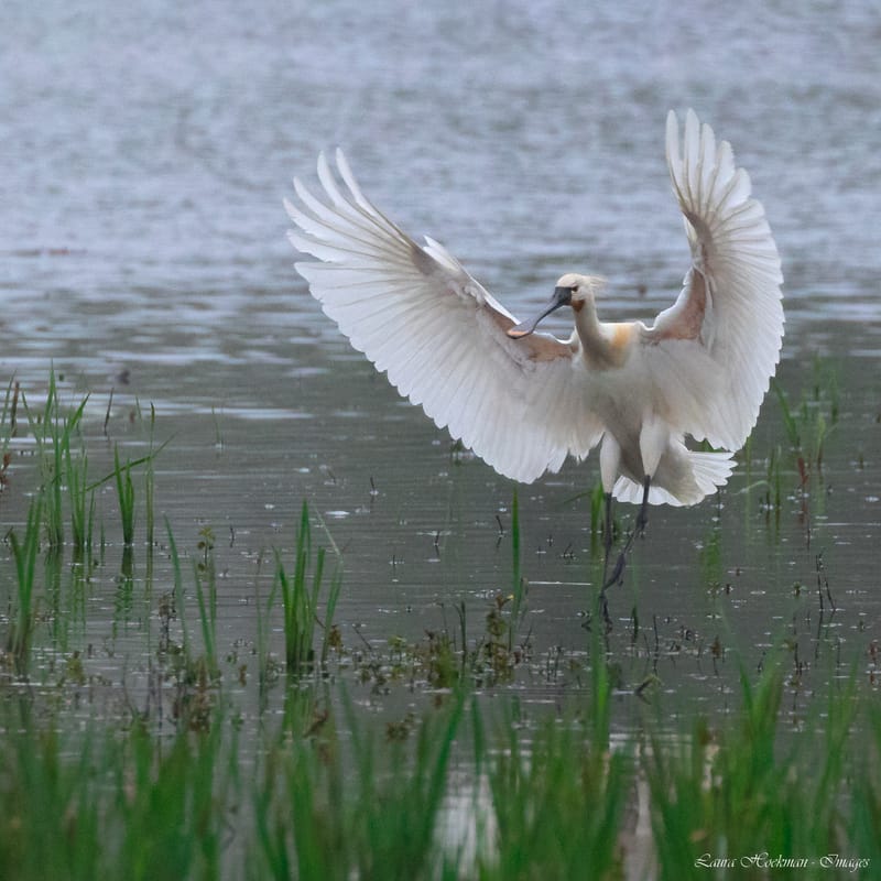 Vogels