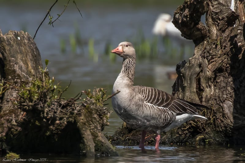Vogels